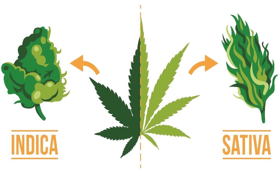 Indica vs Sativa: A Bogus Battle?